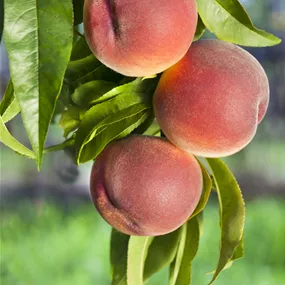 Prunus persica Mamie Ross