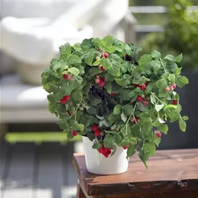 Rubus idaeus Little Sweet Sister