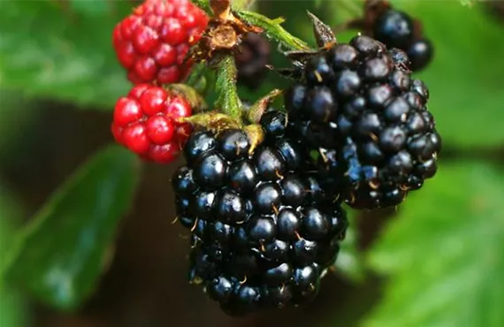 Brombeerstrauch Brombeerstrauch