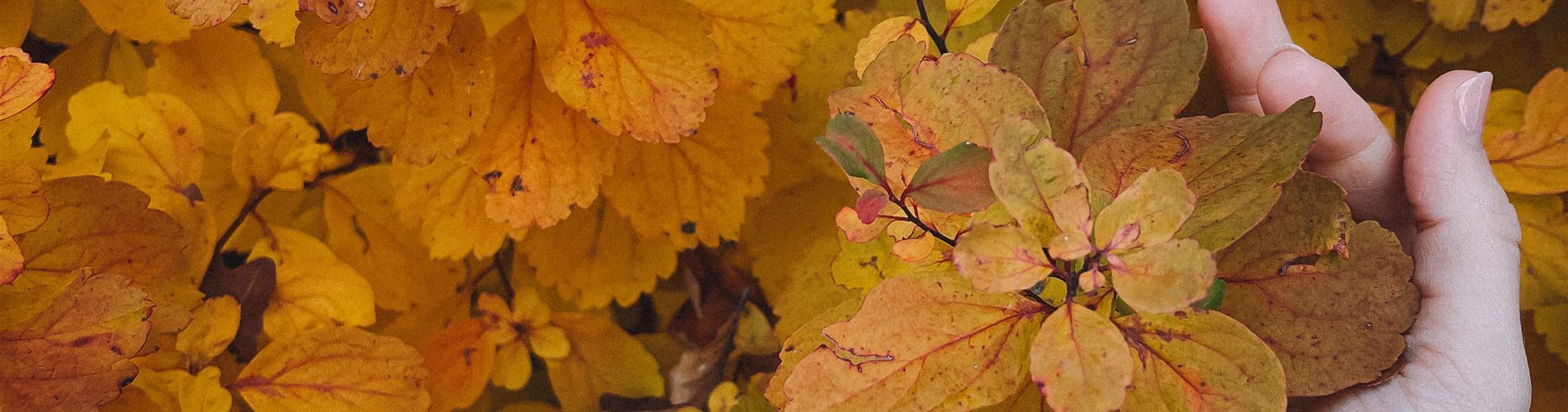 Herbstzeit=Pflanzzeit Header