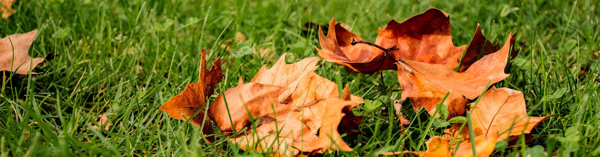 Rasenpflege im Herbst Header
