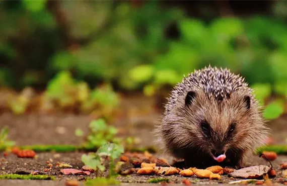 Igel beim fressen