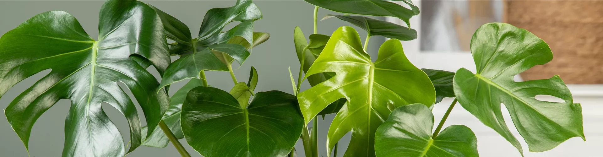 Monstera - Bellaflora