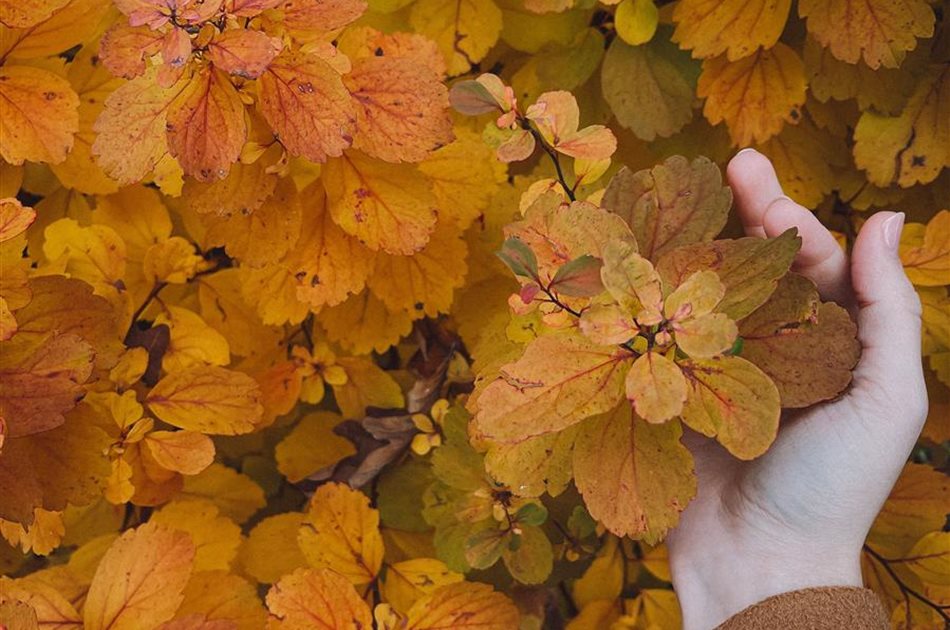 Herbstzeit ist Pflanzzeit!