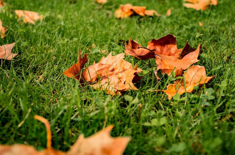Rasenpflege im Herbst