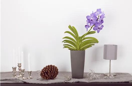 Vanda, lila