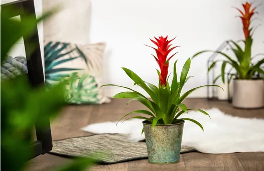 Guzmania, rot