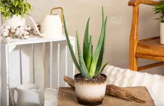 Aloe Vera 