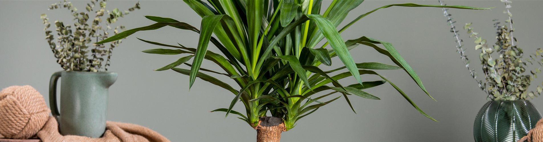 Yucca elephantipes 'Maya Tree'