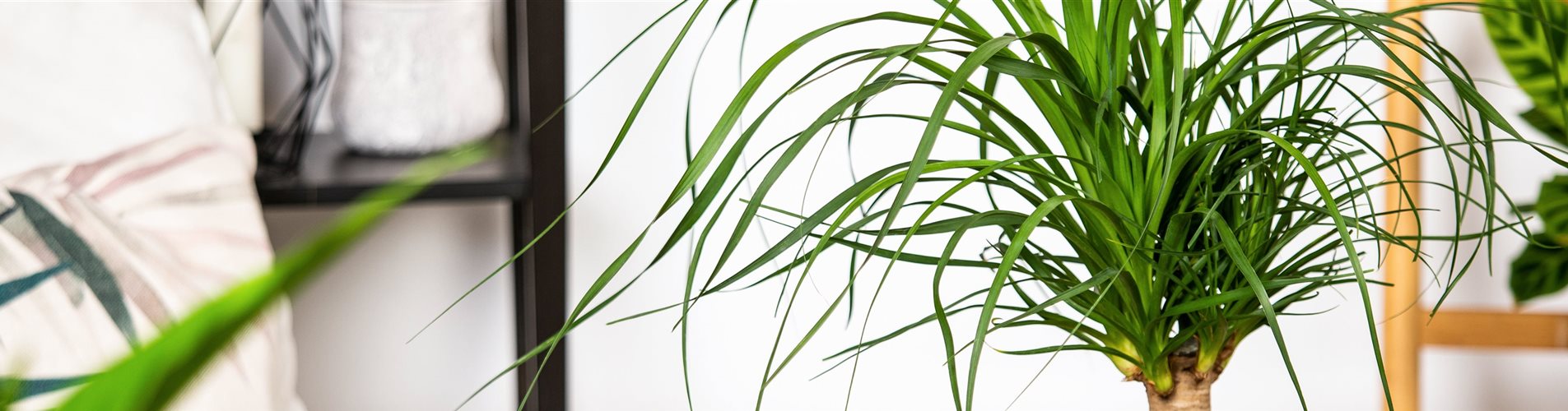 Beaucarnea recurvata