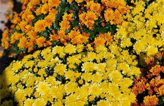 gelbe und orange Chrysanthemen