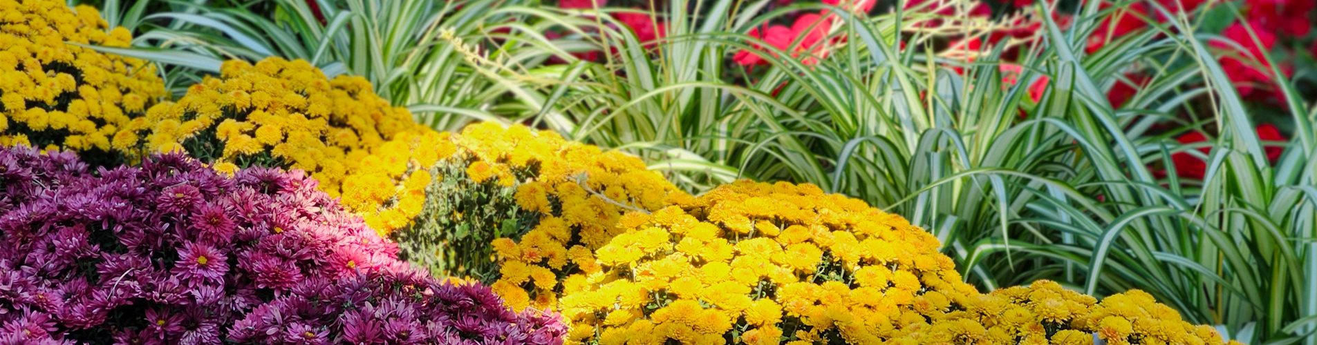 Herbstliche Pflanzenkombis Header