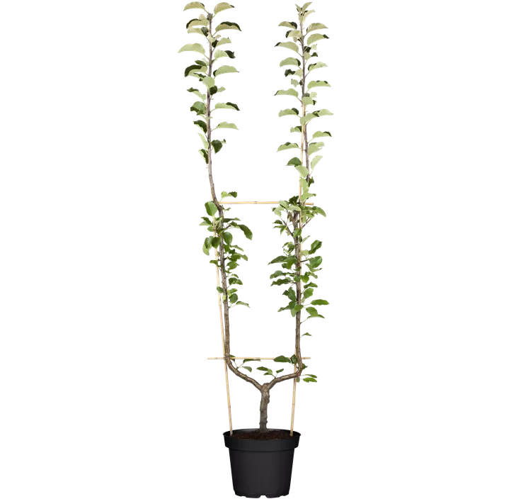 Winterapfel 'Topaz'(s)