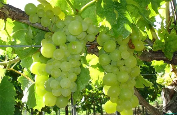 Weintraube_weiss_2.jpg Weintraube_weiss_2.jpg