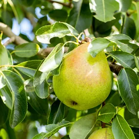 Pyrus communis Luisa