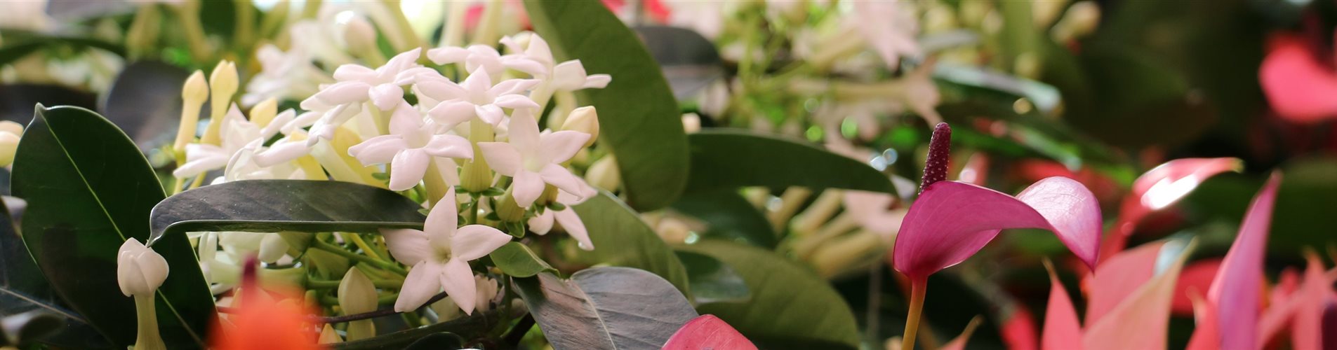 IMG_0040-0-1497-5472-1172