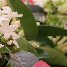 Blühpflanzen