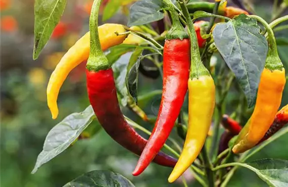 Firefly Chili-Pfeffer reifen auf einem Busch im Garten 66024.jpg