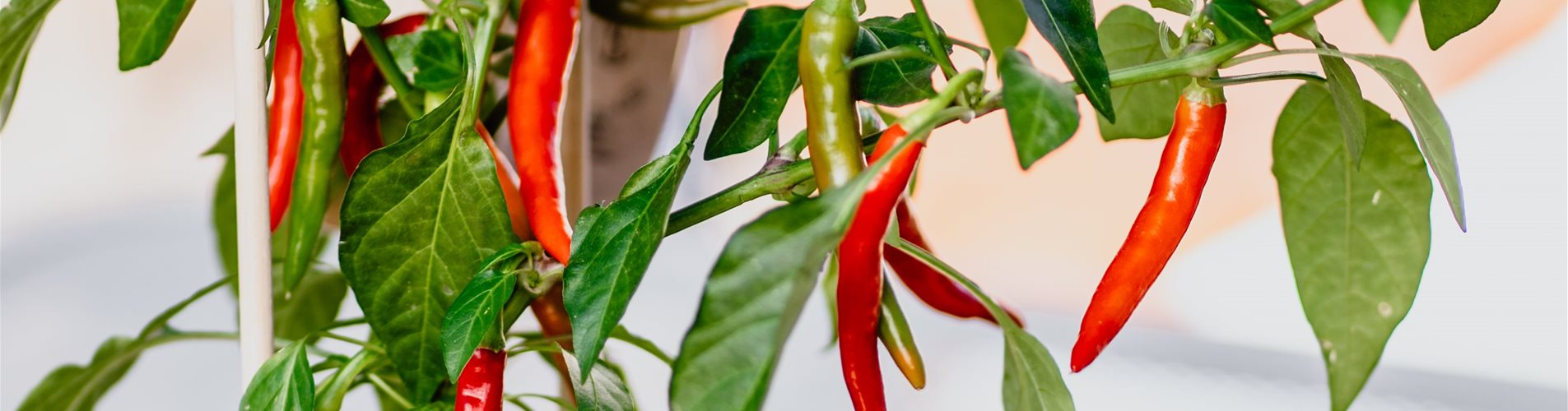 bellaflora-studiosoco-129-0-1683-2909-1636