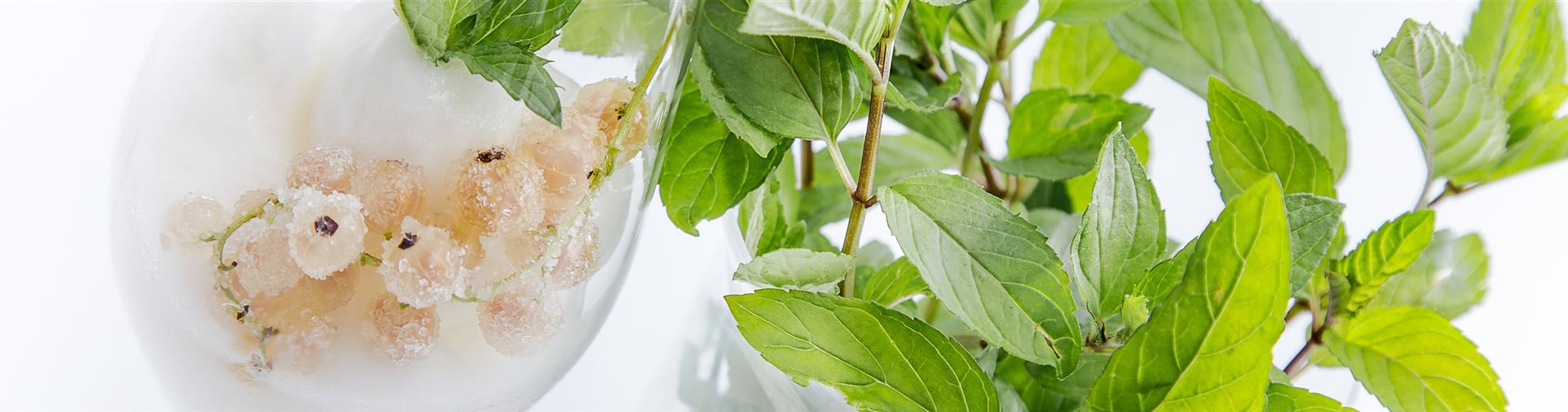 Ribiselsorbet mit Bergminze