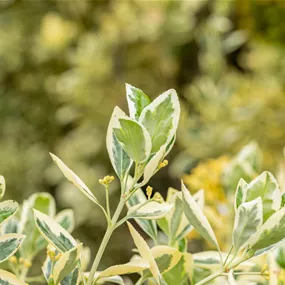 Euonymus japonicus Bravo Ministamm