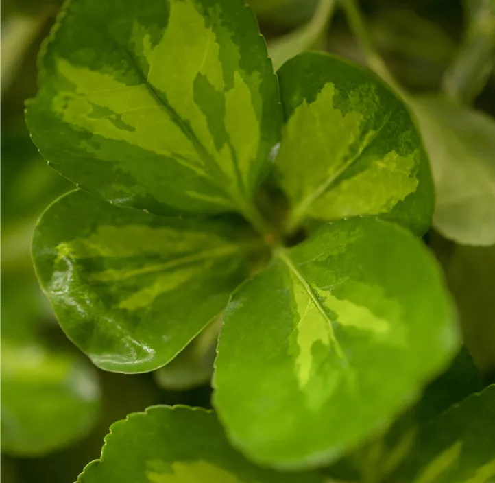 Kriechspindel 'Blondy'®