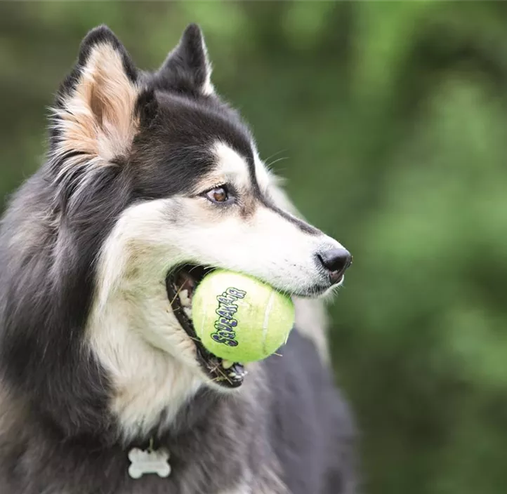 Hundespielzeug Air Squeaker Tennis Ball