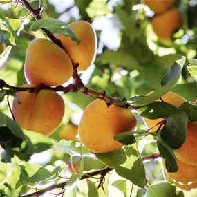 Marille Wachauer Region