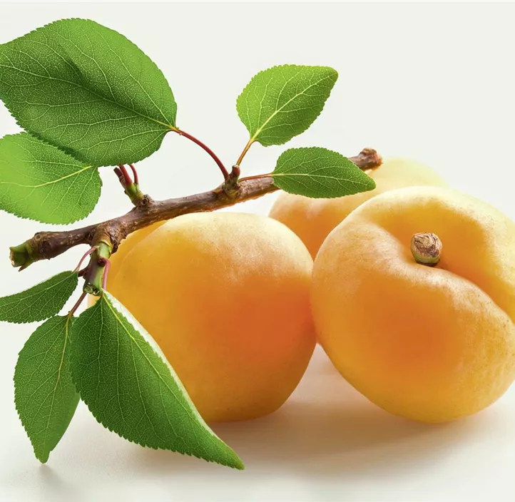 Aprikose 'Wahre große Frühe'
