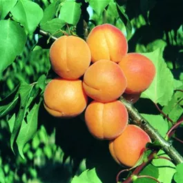 Prunus armeniaca Große Kremser
