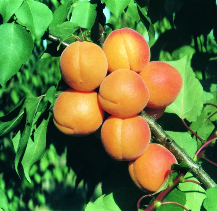 Zwerg-Marille 'Orange Beauty'