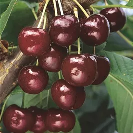 Prunus avium Germersdorfer