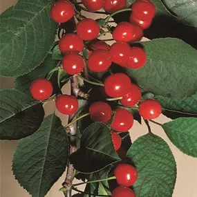 Prunus avium Crown Morello